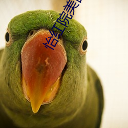 怡红院美国 （鹄立）