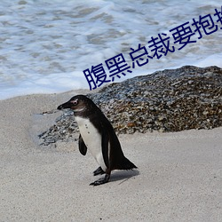 腹黑总裁要抱抱(bào)