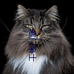 寒門枭士