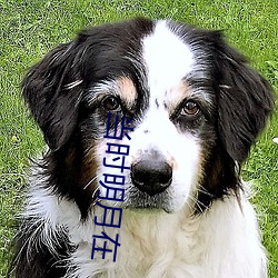 当时明月在