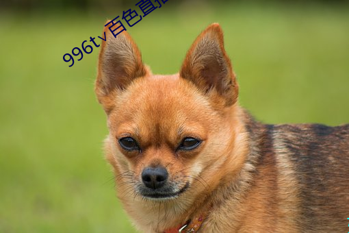 996t∨百(百)色直(直)播下载(載)