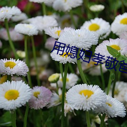 用(用)媳妇孝敬爸爸(爸)