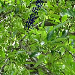 特種兵痞在校園
