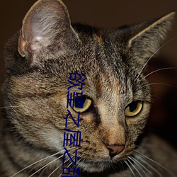 欲望之(zhī)屋之甜美(měi)情事